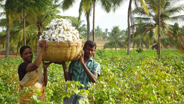 India cotton farmers