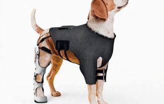 A brown and white dog wearing a black exoskeleton support device on its body and a white leg brace, standing against a plain background.