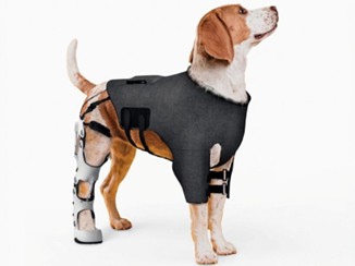 A brown and white dog wearing a black exoskeleton support device on its body and a white leg brace, standing against a plain background.