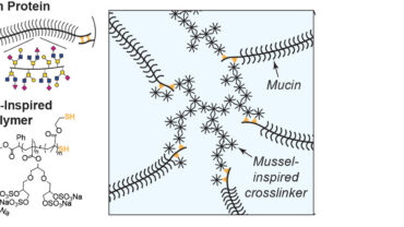 A clear gel-like material is shown next to diagrams illustrating mucin protein structure and a mucin-inspired polymer with crosslinker details.